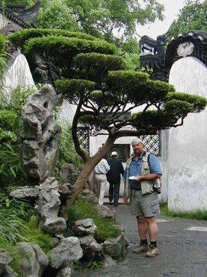 china_me_boxwood shrubs