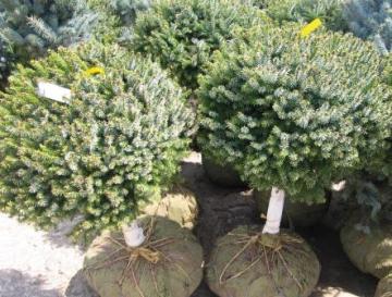 Picea Omorika ‘Nana’