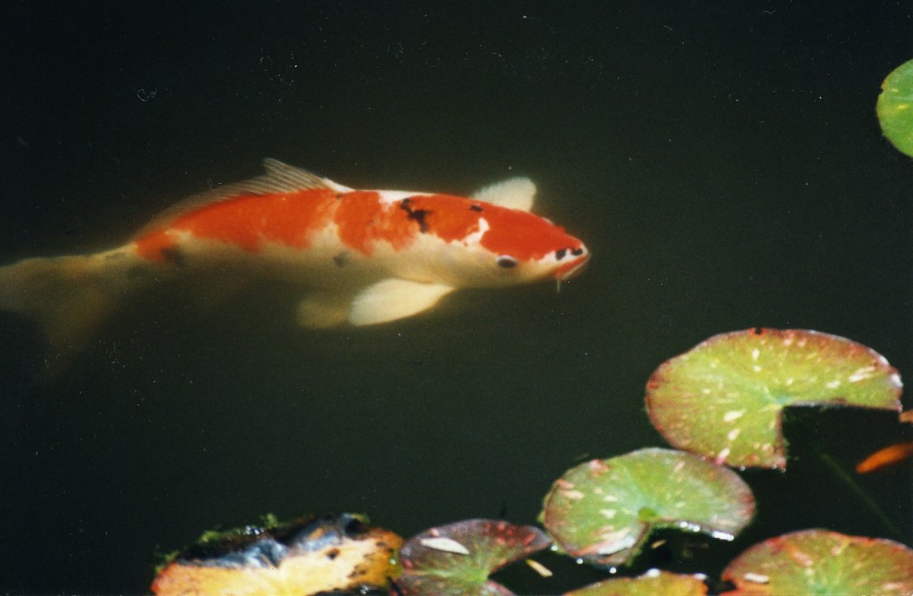 They call it . . . Plant&nbsp;Chair