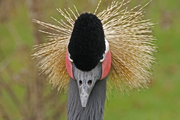 ----- The Whispering CRANE Institute -----