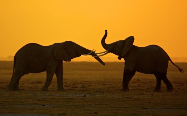 The African Elephant (via NatGeo)
