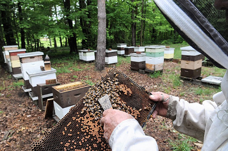 Why are Bees Dying ?
