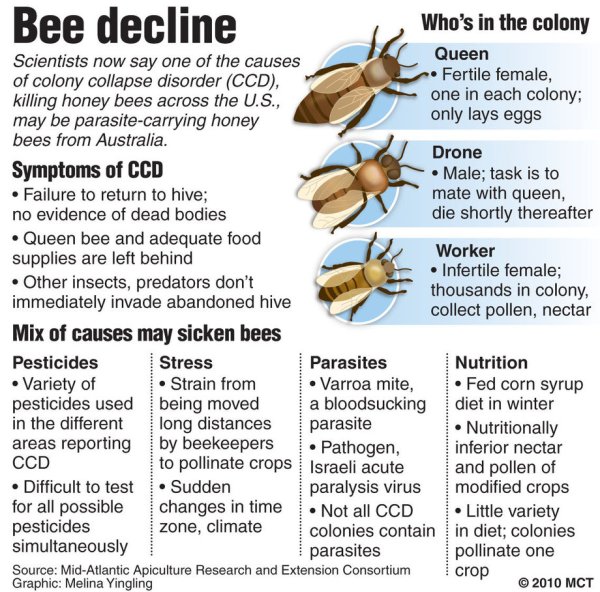 Bee Colony 02_poster