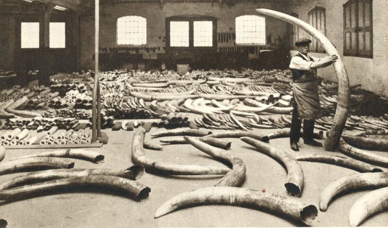 Elephant Extinction if Beijing does Not Ban Ivory&nbsp;Trade