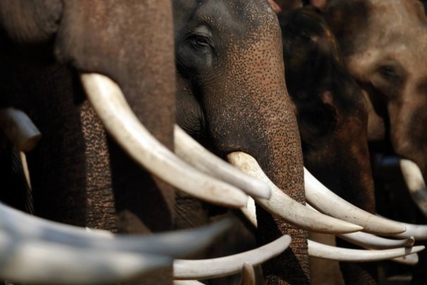 Elephants 01_tusk