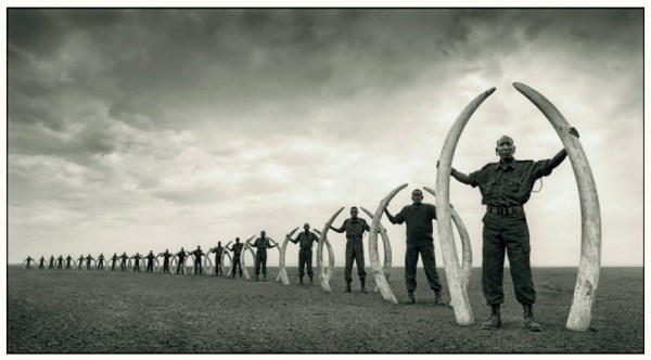 elephants_PosingVersion 2