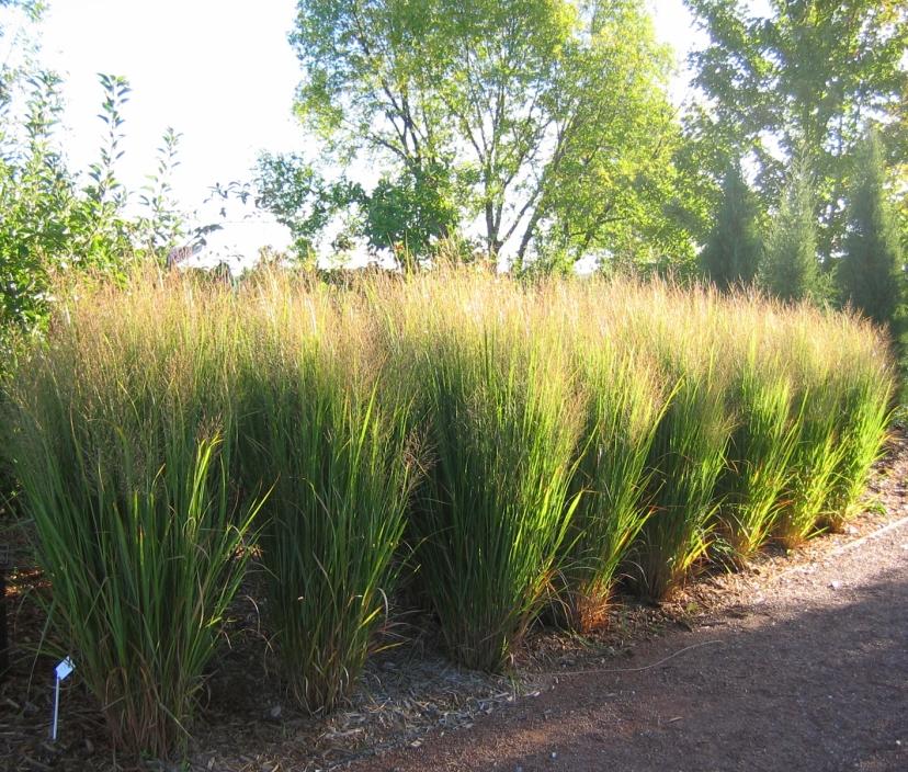 Panicum virgatum ‘Northwind’ 2014 Plant of the&nbsp;Year™