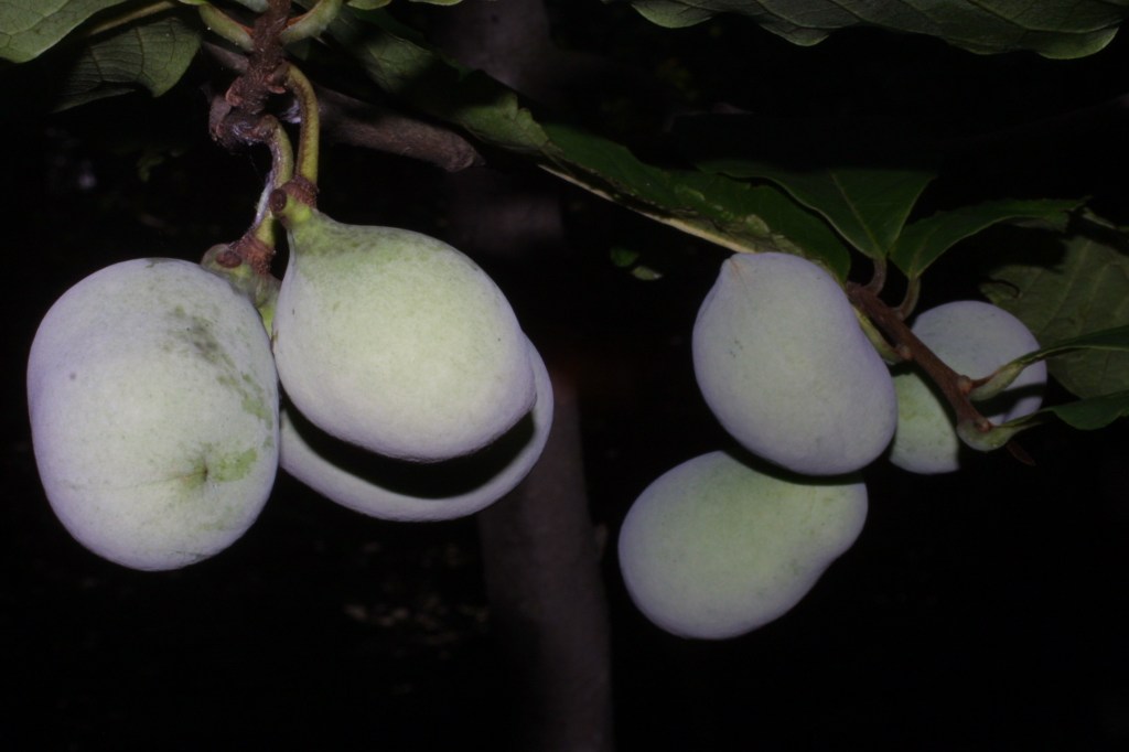 Ohio Pawpaw Festival&nbsp;2013