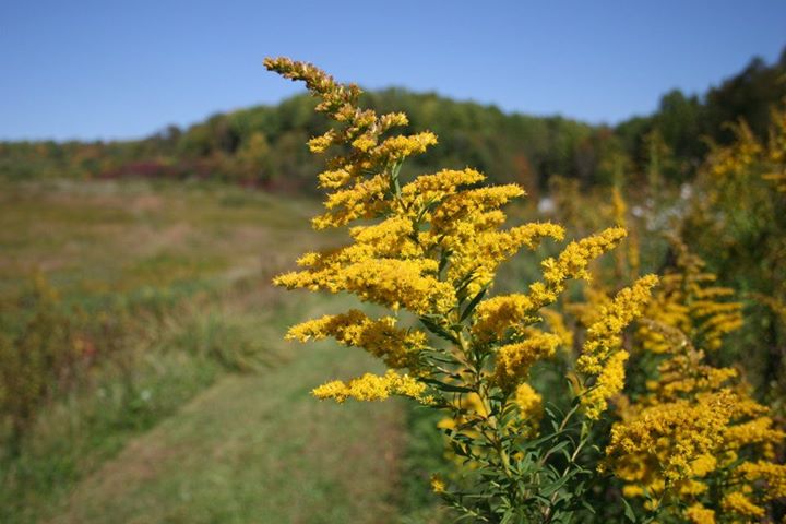 Norma Johnson Center
