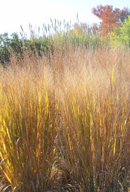 Panicum virgatum 'Northwind'
