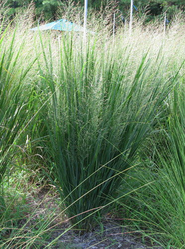 Panicum virgatum 'Northwind' 