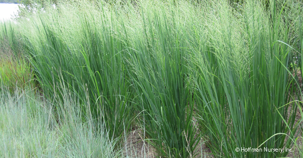 Panicum virgatum 'Northwind'