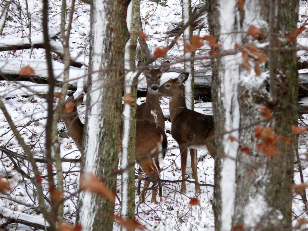 Deer Resistance, is there&nbsp;Hope?