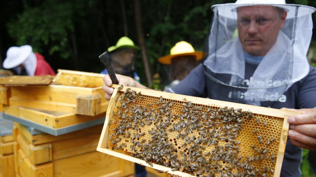 Call off the&nbsp;Bee-pocalypse