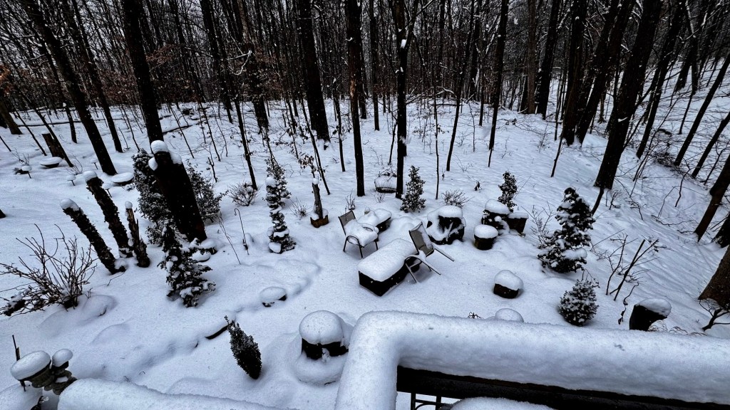 Cat-n-Fiddle garden January 6th,&nbsp;2025