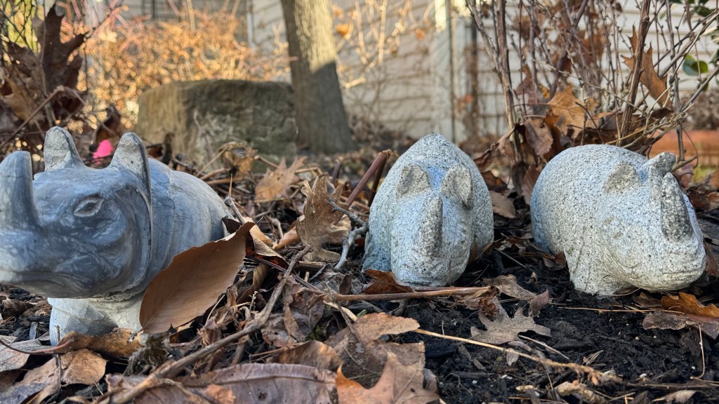 Cat-n-fiddle garden. March&nbsp;10th-14th