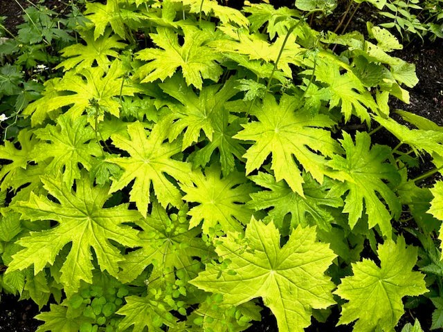 Peltoboykinia: The Unique Woodland&nbsp;Saxifragaceae